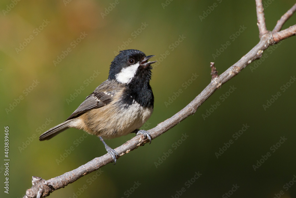 Cyprus Zwarte Mees, Cyprus Coal Tit, Periparus ater cypriotes Cyprus Zwarte Mees, Cyprus Coal Tit, Periparus ater cypriotes