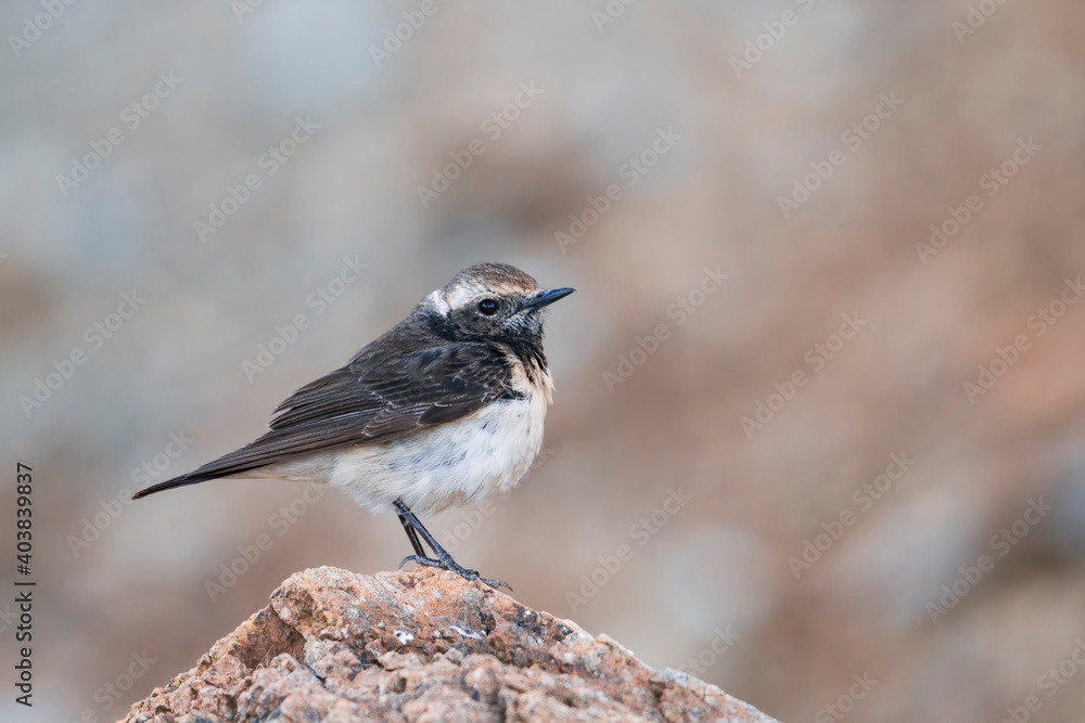 Cyprustapuit, Cyprus Wheatear, Oenanthe cypriaca Cyprustapuit, Cyprus Wheatear, Oenanthe cypriaca