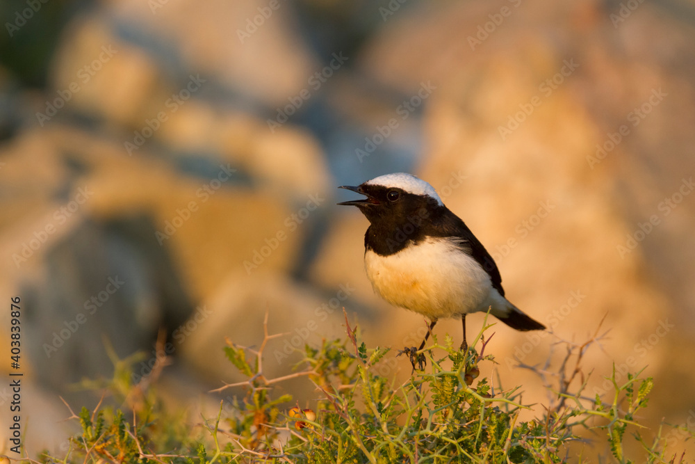 Cyprustapuit, Cyprus Wheatear, Oenanthe cypriaca Cyprustapuit, Cyprus Wheatear, Oenanthe cypriaca