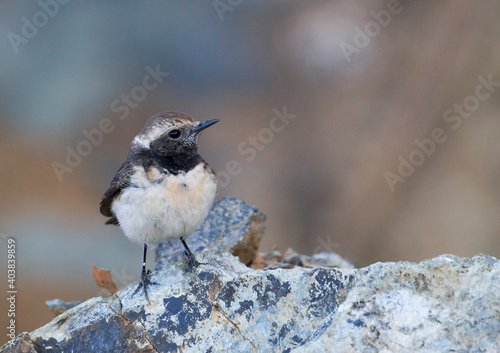 Cyprustapuit, Cyprus Wheatear, Oenanthe cypriaca photo