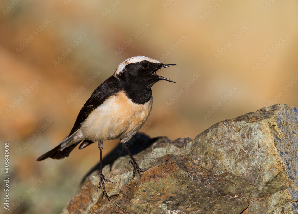Cyprustapuit, Cyprus Wheatear, Oenanthe cypriaca Cyprustapuit, Cyprus Wheatear, Oenanthe cypriaca