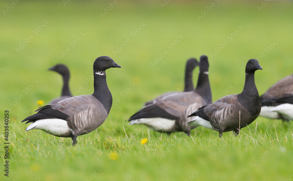 Rotgans, Dark-bellied Brent Goose, Branta bernicla bernicla Rotgans, Dark-bellied Brent Goose, Branta bernicla bernicla