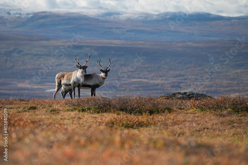 Two reindeer look at camera in autumn mountain landscape along Kungsleden Trail, Lapland, Sweden