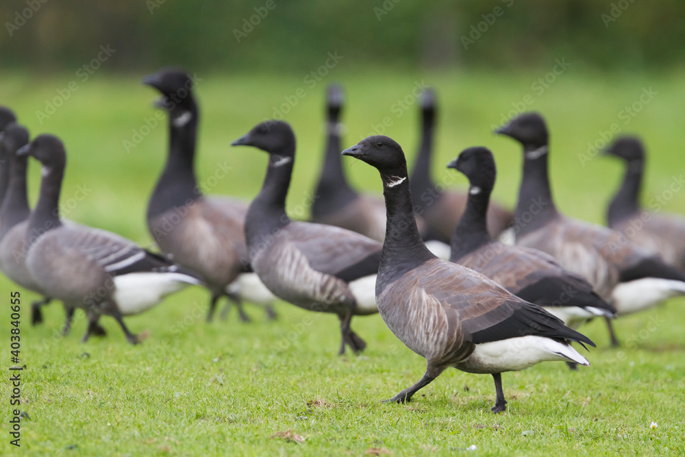 Rotgans, Dark-bellied Brent Goose, Branta bernicla bernicla Rotgans, Dark-bellied Brent Goose, Branta bernicla bernicla