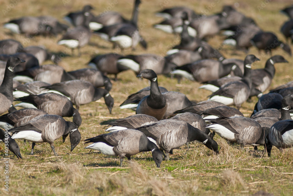 Rotgans, Dark-bellied Brent Goose, Branta bernicla bernicla Rotgans, Dark-bellied Brent Goose, Branta bernicla bernicla
