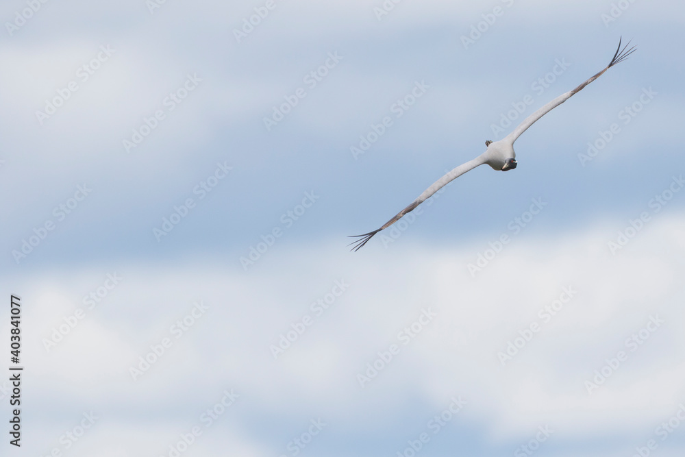 Jufferkraanvogel, Demoiselle Crane, Anthropoides virgo Jufferkraanvogel, Demoiselle Crane, Anthropoides virgo