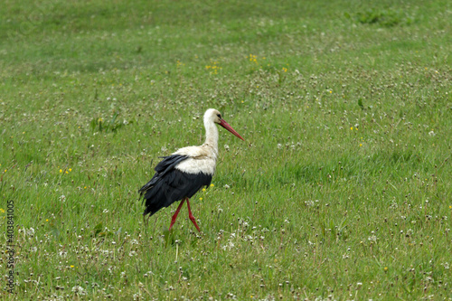 Stork in the grass, Low Beskids, Poland