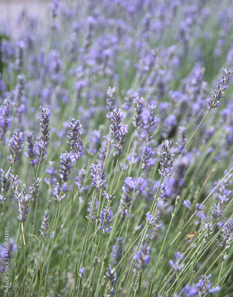 Obraz premium Field of Lavender, Lavandula angustifolia, Lavandula officinalis 