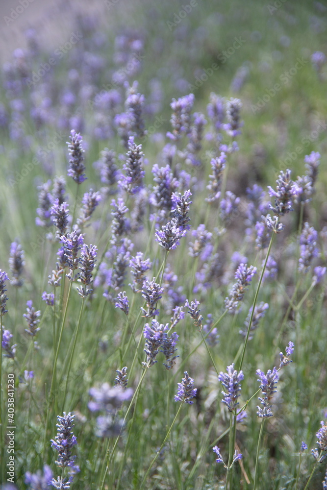 Field of Lavender, Lavandula angustifolia, Lavandula officinalis Field of Lavender, Lavandula angustifolia, Lavandula officinalis