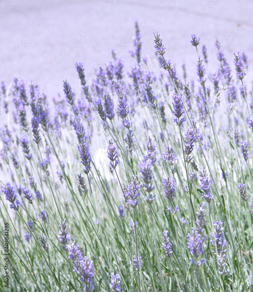 Obraz premium Field of Lavender, Lavandula angustifolia, Lavandula officinalis 