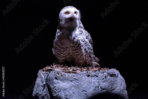 Lechuza en la noche