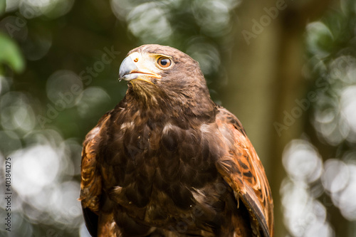 Águila expectante
