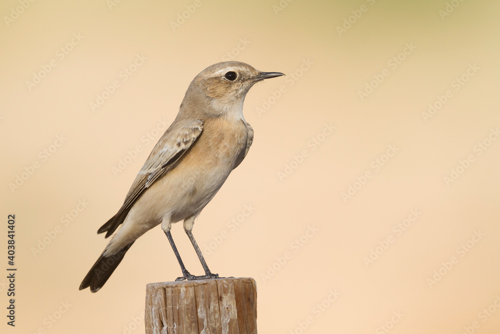 Woestijntapuit, Desert Wheatear, Oenanthe deserti Woestijntapuit, Desert Wheatear, Oenanthe deserti