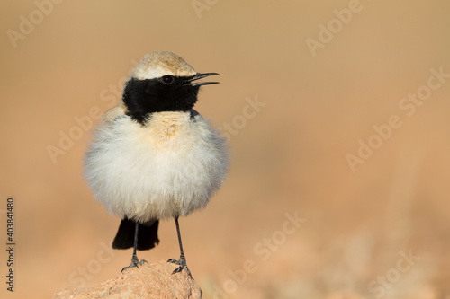 Woestijntapuit, Desert Wheatear, Oenanthe deserti homochroa photo