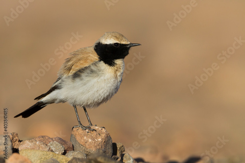 Woestijntapuit, Desert Wheatear, Oenanthe deserti homochroa photo