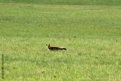 Fototapeta Naklejka Na Ścianę i Meble -  Red fox in Low Beskids, Poland