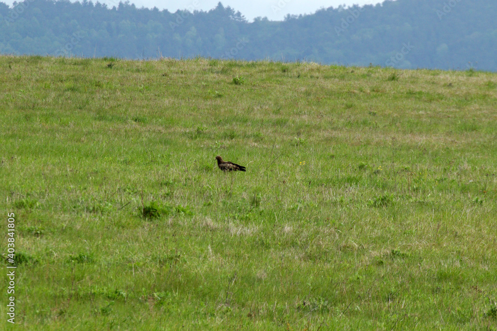 Naklejka premium Lesser spotted eagle in Low Beskids, Poland