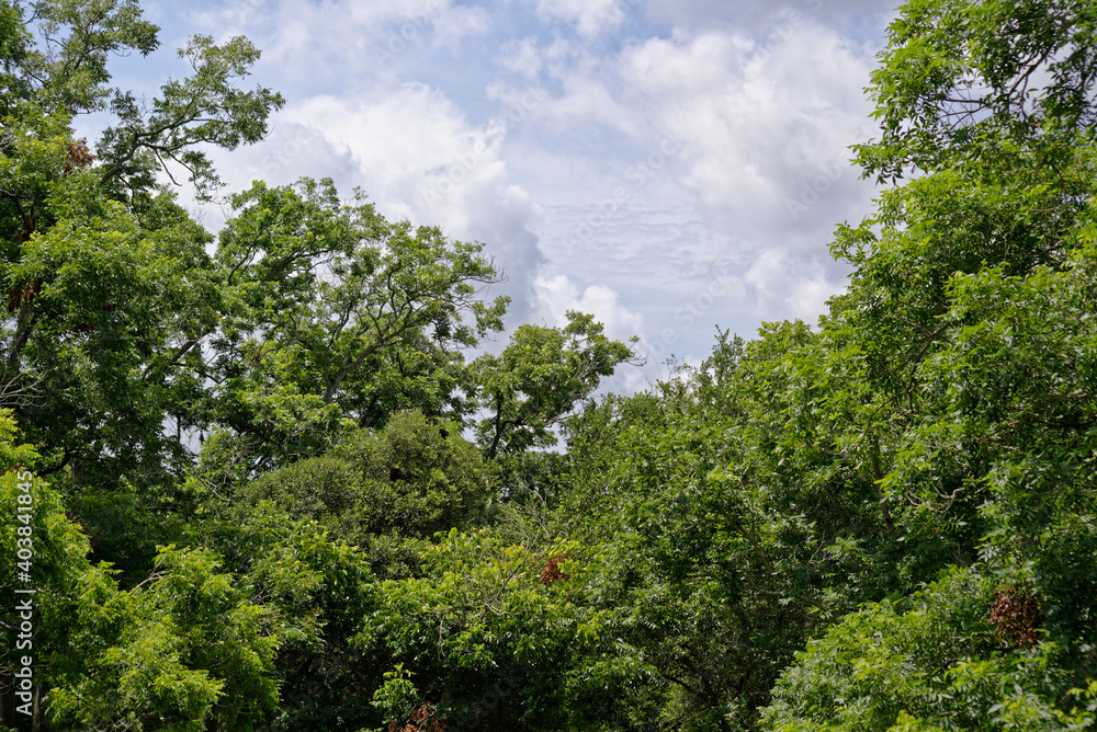 The heavily foliaged tops of Pecan Trees under the hot sky of a Texan Summer with white clouds billowing above in the blue Sky.