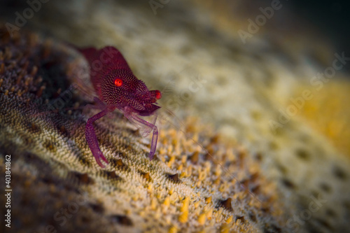 Orange  white and purple emperor shrimp - Periclimenes imperator