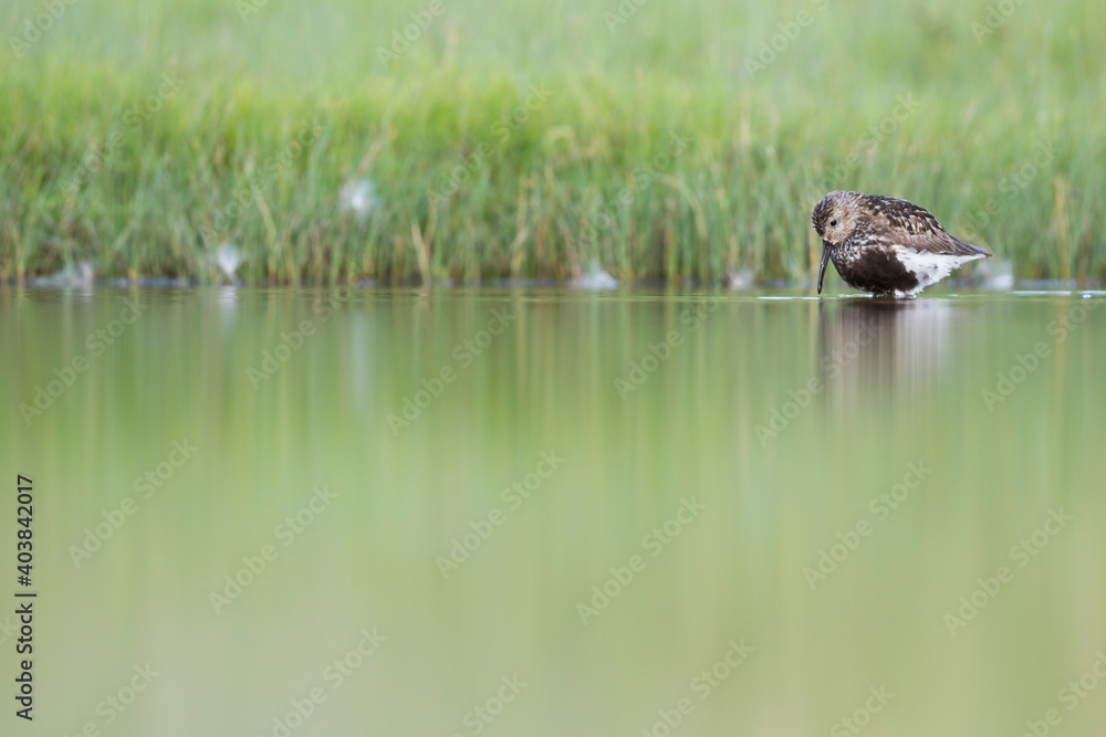 Bonte Strandloper, Dunlin, Calidris alpina Bonte Strandloper, Dunlin, Calidris alpina