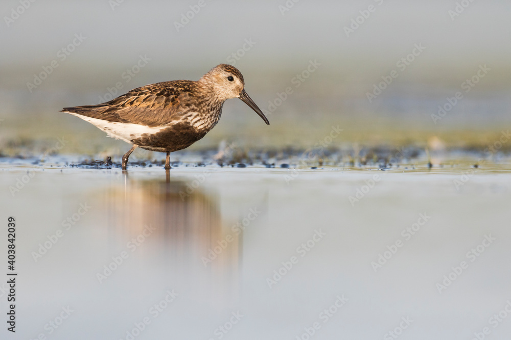 Bonte Strandloper, Dunlin, Calidris alpina Bonte Strandloper, Dunlin, Calidris alpina