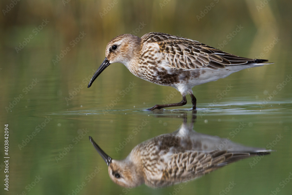 Bonte Strandloper, Dunlin, Calidris alpina Bonte Strandloper, Dunlin, Calidris alpina