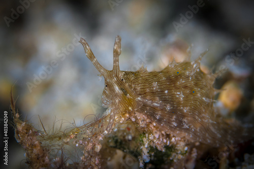 Colorful nudibranch seaslug on coral reef