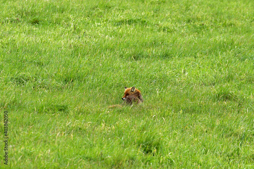 Fototapeta Naklejka Na Ścianę i Meble -  Red fox in Low Beskids, Poland