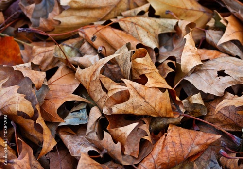 autumn leaves on the ground dry leaves with the strong colors © Rodoljub