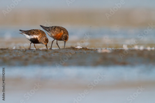 Bonte Strandloper, Dunlin, Calidris alpina photo