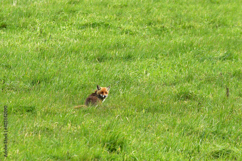 Red fox in Low Beskids, Poland © bayazed