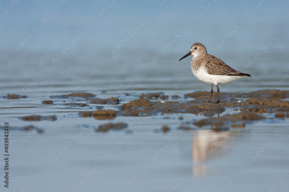 Dunlin, Bonte Strandloper, Calidris alpina Dunlin, Bonte Strandloper, Calidris alpina