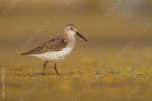 Bonte Strandloper  Dunlin  Calidris alpina