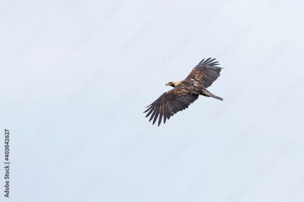 Keizerarend, Eastern Imperial Eagle, Aquila heliaca Keizerarend, Eastern Imperial Eagle, Aquila heliaca