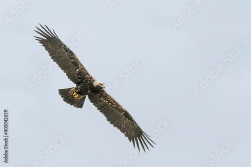 Keizerarend, Eastern Imperial Eagle, Aquila heliaca © AGAMI