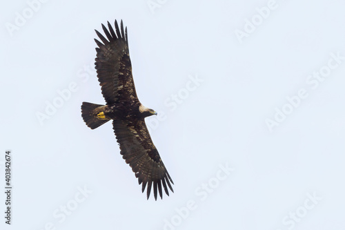 Keizerarend, Eastern Imperial Eagle, Aquila heliaca photo