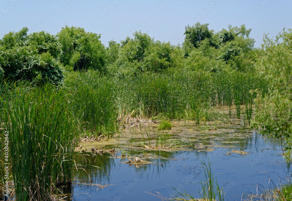 One of the many small Ponds or lakes in the wetlands of the Aransas national Wildlife Refuge, with Grasses and small Live oak Trees growing on the margins. One of the many small Ponds or lakes in the wetlands of the Aransas national Wildlife Refuge, with Grasses and small Live oak Trees growing on the margins.