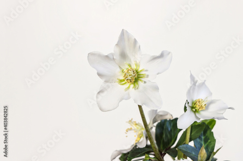 close up of white Helleborus orientalis (Christmas rose) flower blossom