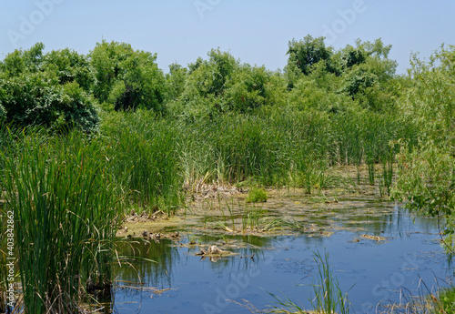 One of the many small Ponds or lakes in the wetlands of the Aransas national Wildlife Refuge, with Grasses and small Live oak Trees growing on the margins.