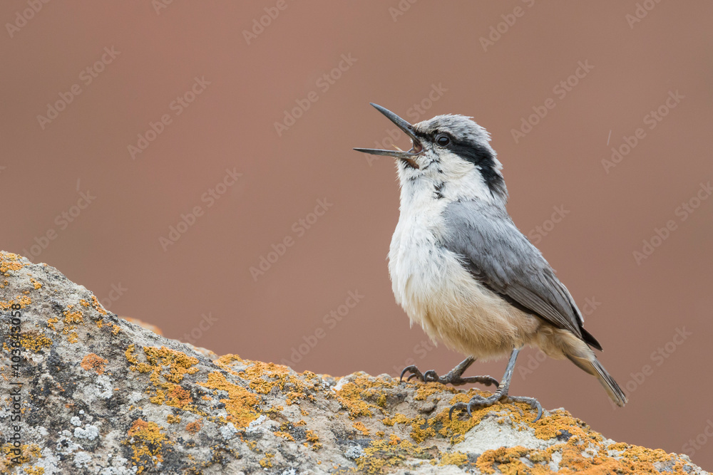 Grote Rotsklever, Eastern Rock Nuthatch, Sitta tephronota tephronota