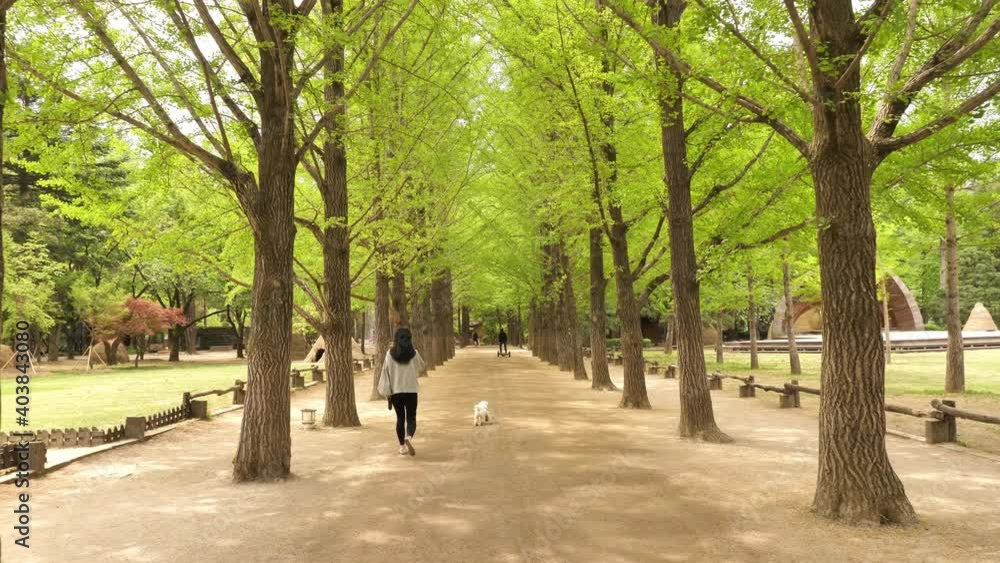 trees in the park Nami island South Korea trees in the park Nami island South Korea