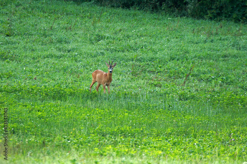 Fototapeta Naklejka Na Ścianę i Meble -  Roe deer in Low Beskids, Poland