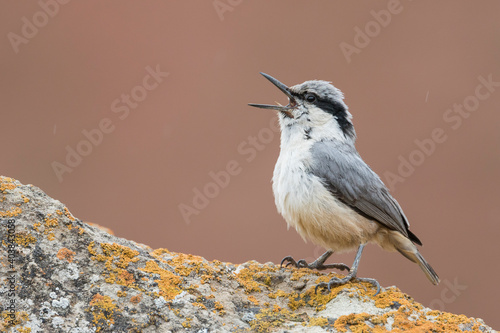 Obraz na płótnie Grote Rotsklever, Eastern Rock Nuthatch, Sitta tephronota tephronota w salonie