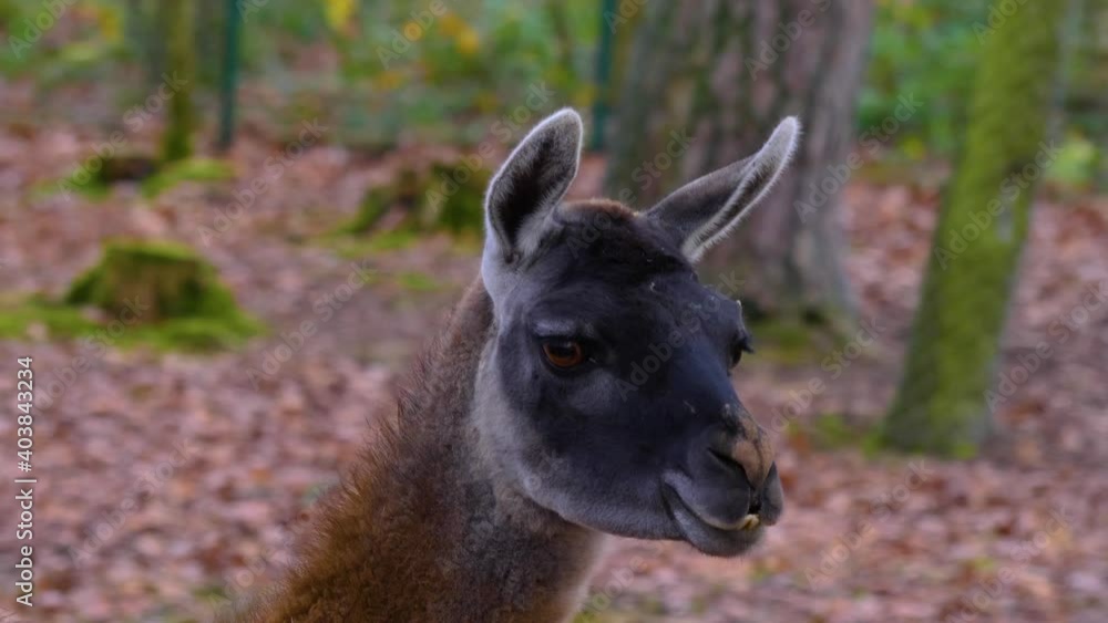 Close up of Guanaco head looking around in autumn in the woods Close up of Guanaco head looking around in autumn in the woods