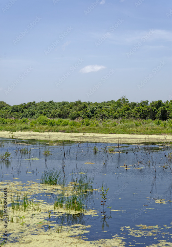 A small lake in the wetlands of the Aransas national Wildlife Refuge, with Grasses and small Live oak Trees growing on the margins.