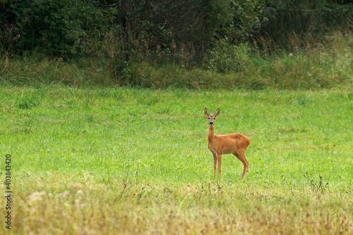 Fototapeta Naklejka Na Ścianę i Meble -  Roe deer in Low Beskids, Poland
