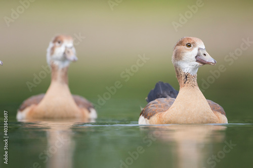 Nijlgans, Egyptian Goose, Alopochen aegyptiaca photo