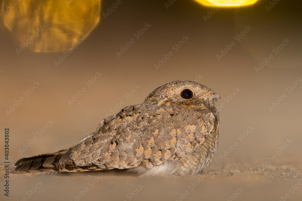 Egyptische Nachtzwaluw; Egyptian Nightjar; Caprimulgus aegyptius Egyptische Nachtzwaluw; Egyptian Nightjar; Caprimulgus aegyptius