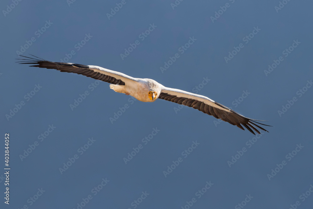 Egyptian Vulture; Neophron percnopterus Egyptian Vulture; Neophron percnopterus