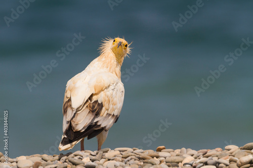 Egyptian Vulture; Neophron percnopterus photo